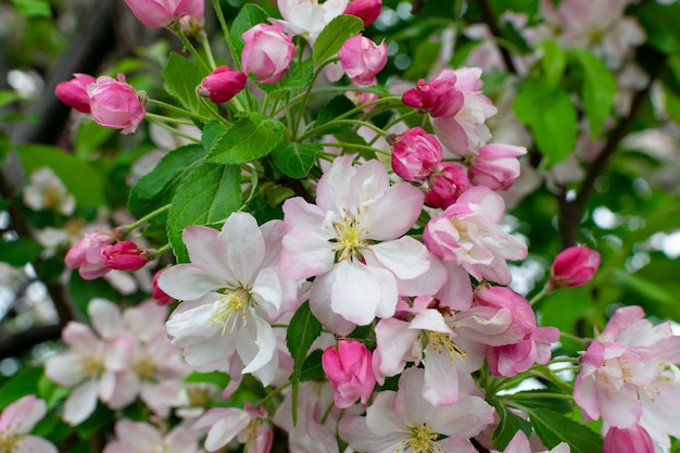 Flores de manzana en Spring Garden Closeup