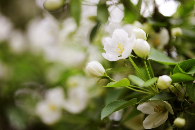 Foto flores de manzana