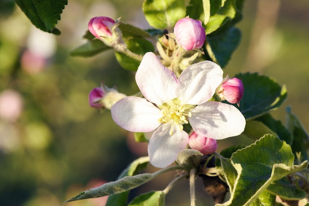 Flores de manzana