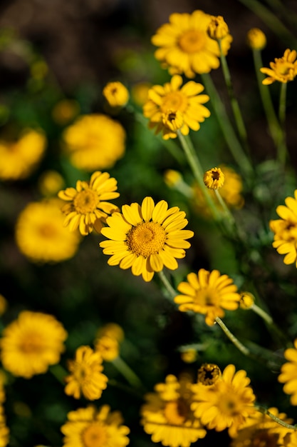 Flores de manzanilla amarilla