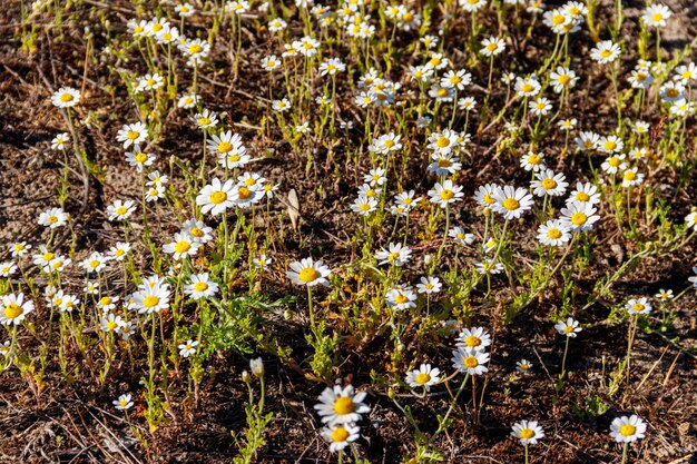 Flores de manzanilla blanca en un prado en primavera