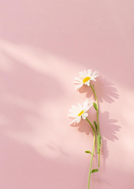 Flores de manzanilla blanca sobre fondo rosa a la luz del sol