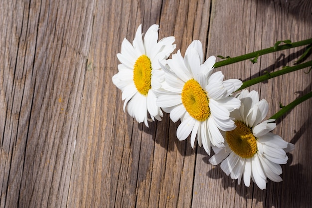 Flores de manzanilla blanca sobre una mesa de madera