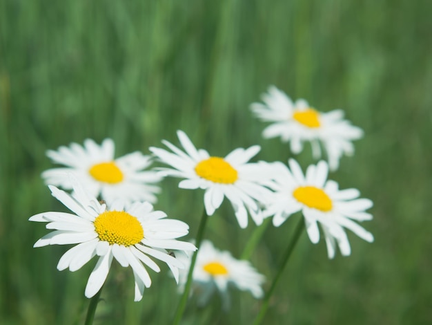 Flores de manzanilla blancas brillantes contra el fondo de un paisaje de verano