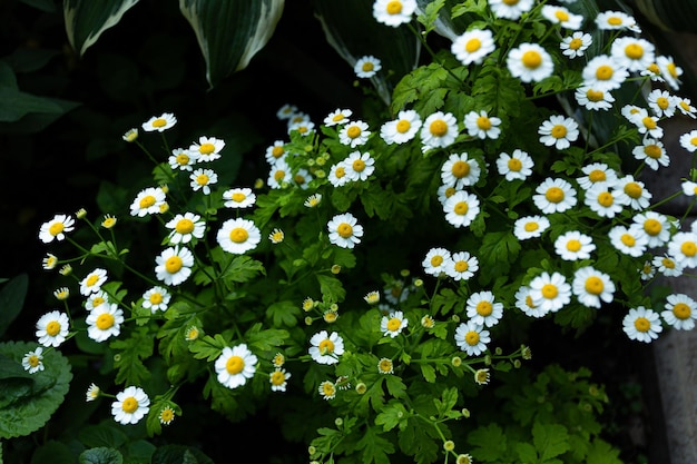 Las flores de manzanilla crecen en el jardín. Pequeñas flores en un macizo de flores.