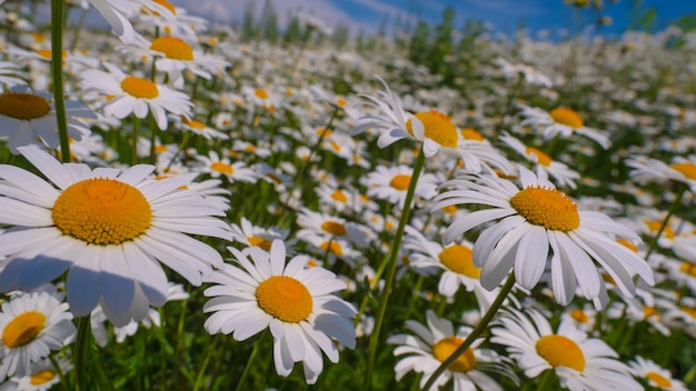 Flores de manzanilla florecida en un campo