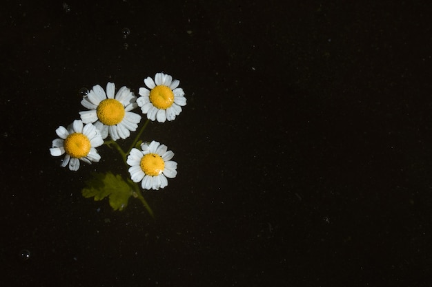 Flores de manzanilla flotan en el agua fangosa del estanque de fondo oscuro