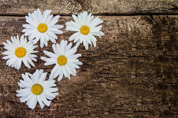 Flores de manzanilla en el fondo de una mesa de madera con espacio para copiar