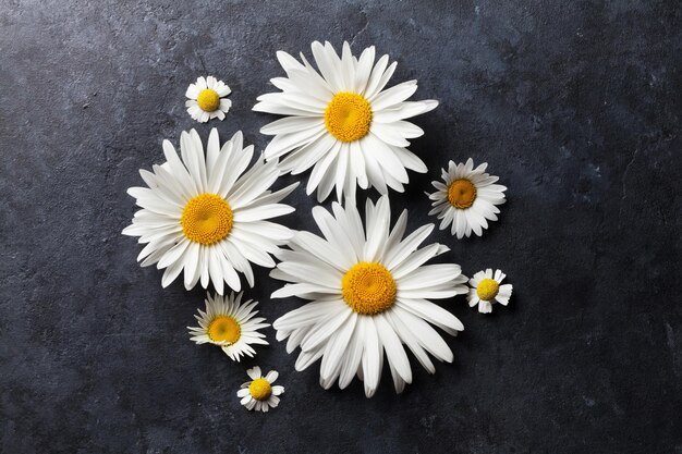 Flores de manzanilla de jardín sobre piedra