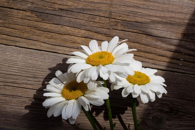 Flores de manzanilla en madera