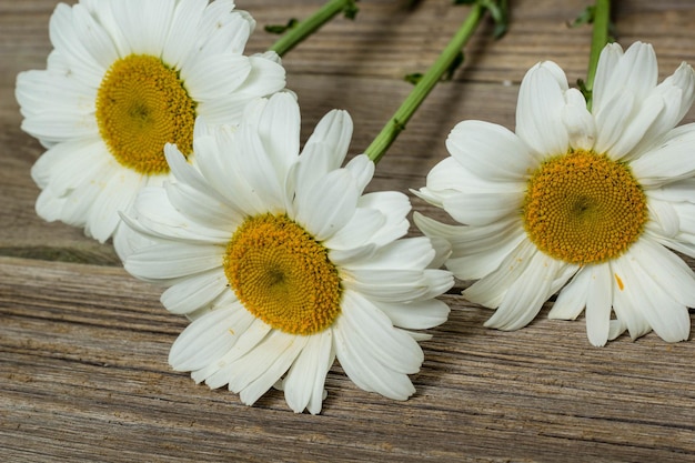 Flores de manzanilla en madera