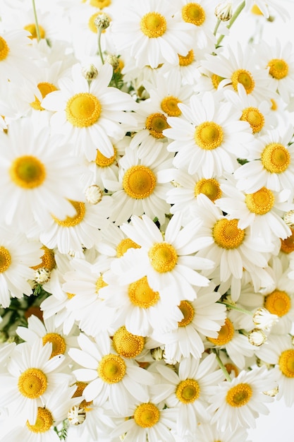 Foto flores de manzanilla margarita en blanco.