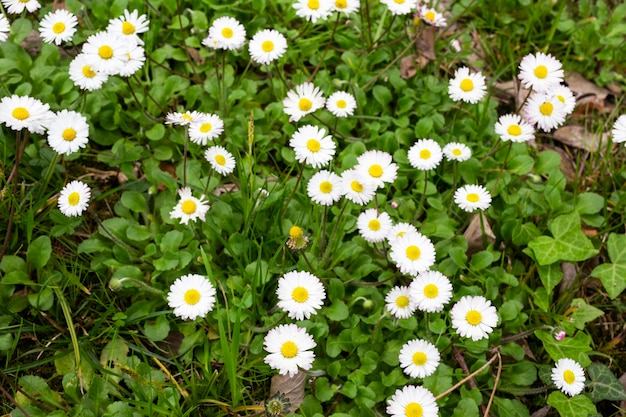 Flores de manzanilla Margarita entre la hierba en el prado, verano en la naturaleza