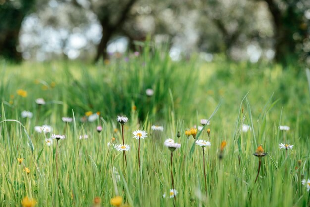 Flores de manzanilla o margarita blanca sobre fondo de verano de hierba verde