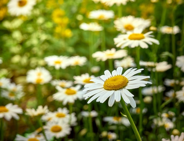 Flores de manzanilla en la pradera.