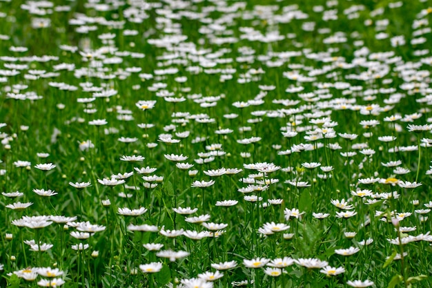 Flores de manzanilla en un prado.