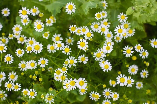 Flores de manzanilla que crecen al aire libre Plantas médicas en temporada de floración