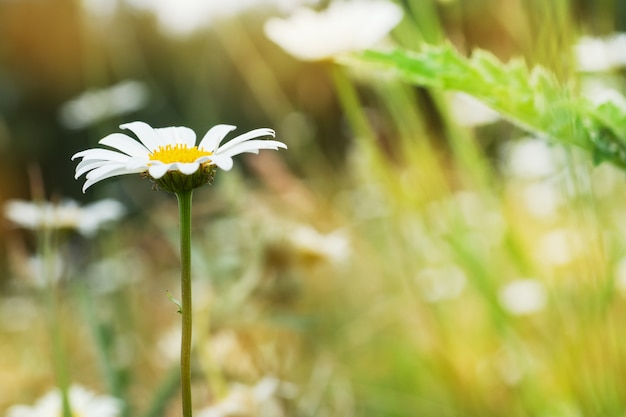 Flores de manzanilla silvestre en un campo en un día soleado