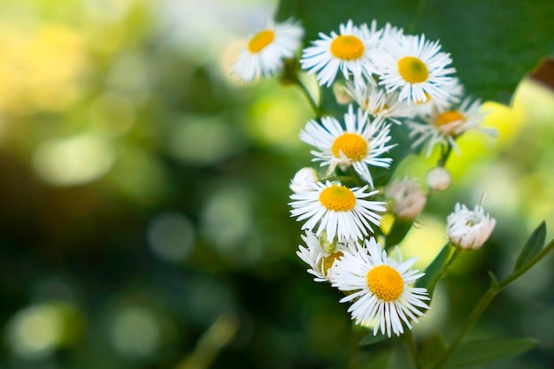 Flores de manzanilla silvestre en la naturaleza profundidad de campo