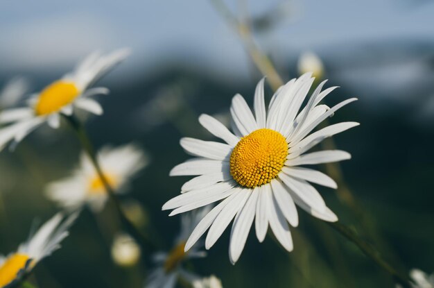 Flores de manzanilla silvestre