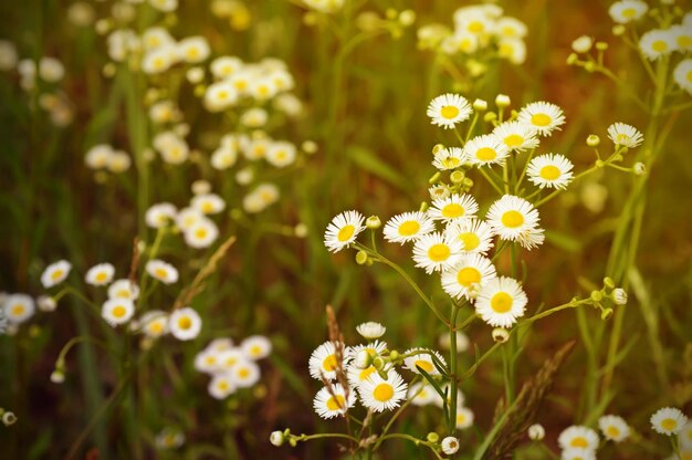 Flores de manzanilla silvestre