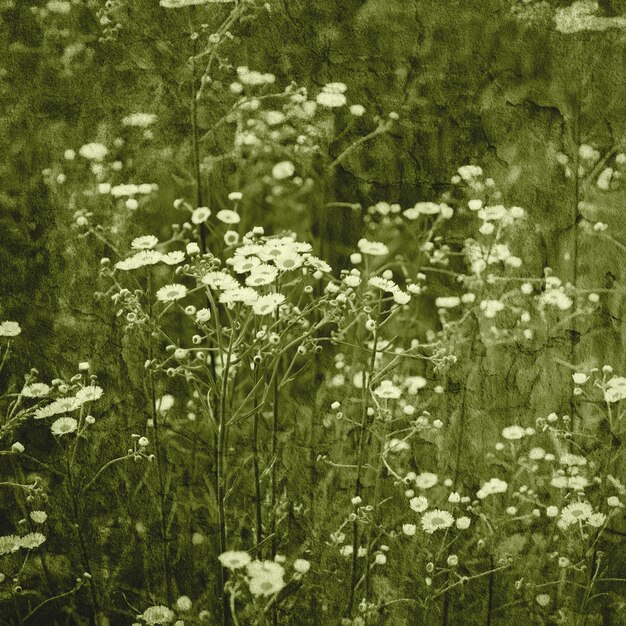 Flores de manzanilla silvestre