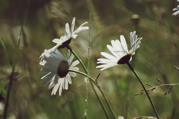 Flores de manzanilla silvestre