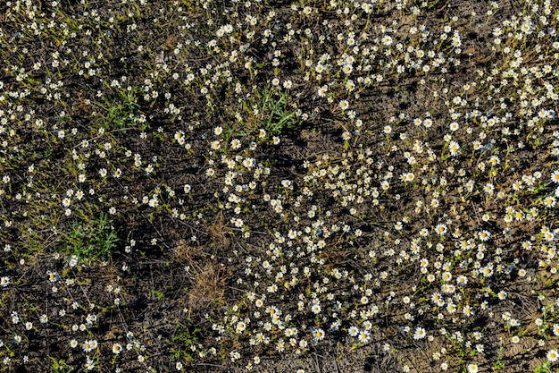 Flores de manzanilla silvestres que florecen en un prado