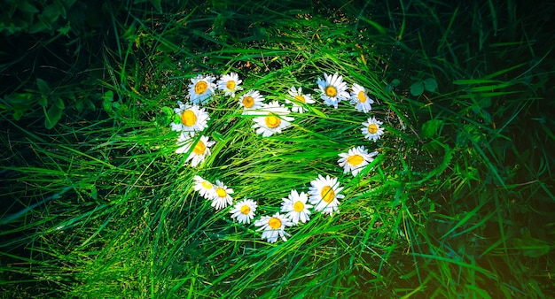 Las flores de manzanilla yacen sobre la hierba en forma de corazón. Concepto de verano foto verde. Idea de amor a la naturaleza.