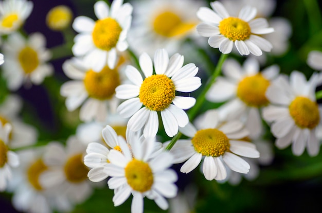 Flores de manzanilla