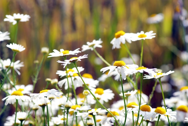 Flores de manzanilla