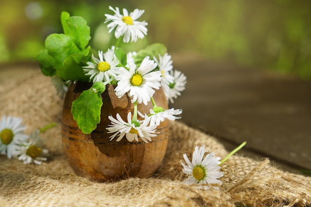 Flores de manzanilla