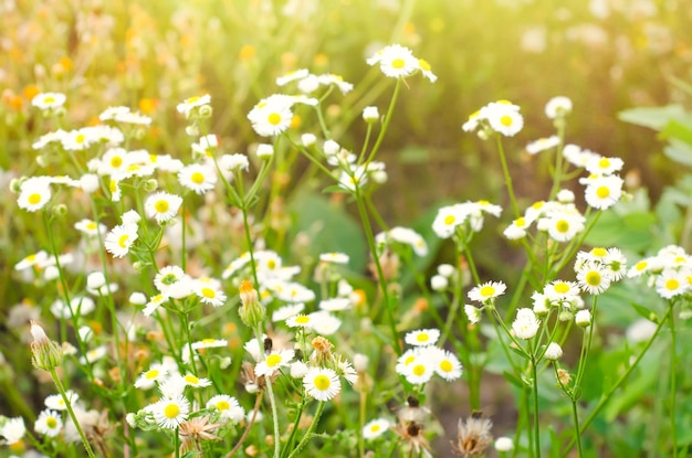 Flores de manzanilla