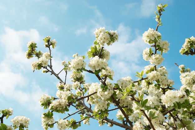 Flores de manzano blanco con cielo azul