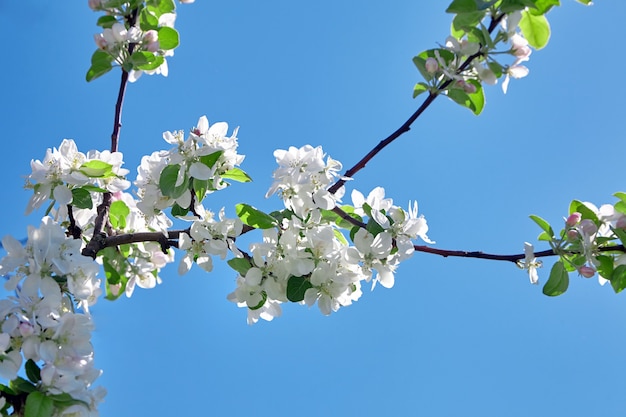 Flores de manzano blanco contra el cielo azul