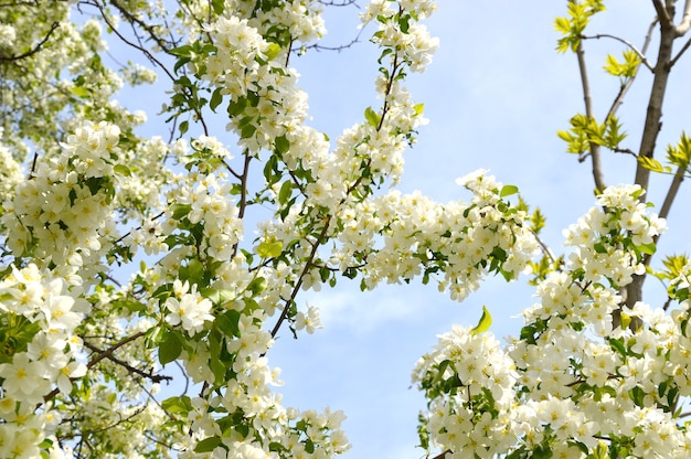 Flores de manzano contra el cielo azul en un día de primavera