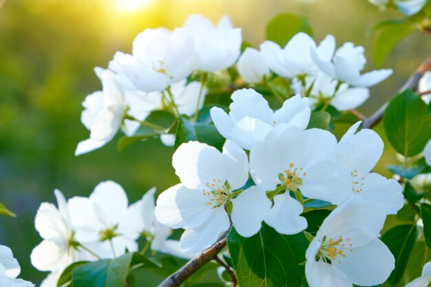 Flores de un manzano en flor al atardecer en los cálidos rayos del sol.