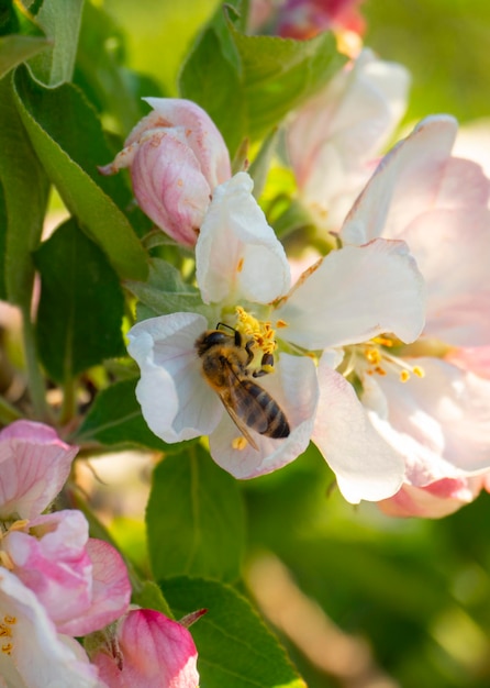 Flores de manzano Fuji y abeja al sol en primavera