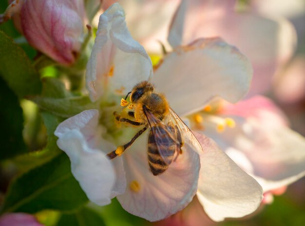 Flores de manzano Fuji y abeja al sol en primavera