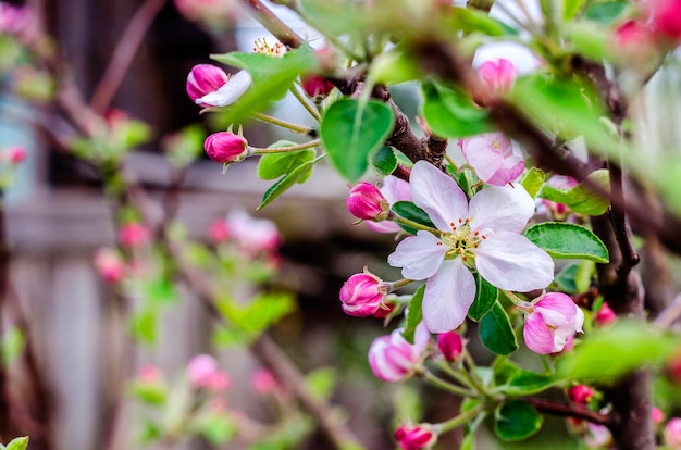 Flores de manzano en una rama en primavera