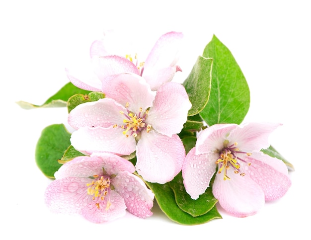 Flores de manzano Ramita de un manzano joven con hojas verdes sobre un fondo blanco