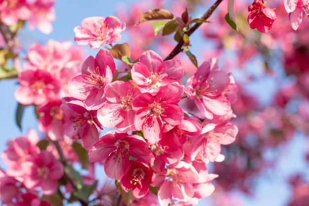 Flores de manzano rojoÁrboles de manzano florecienteTemporada de primaveraParadise AppleEnfoque selectivo