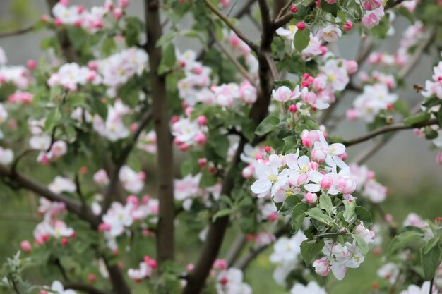 Flores de manzano rosa en el fondo de un jardín rural