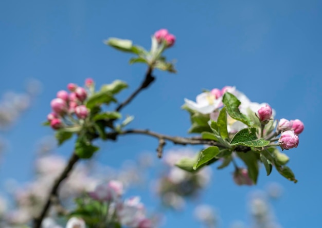 Flores de manzano rosa en la rama en primavera