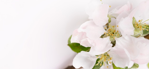 Flores de un manzano silvestre y capullos sobre un fondo blanco.