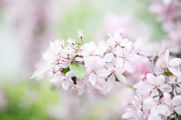 flores de manzano