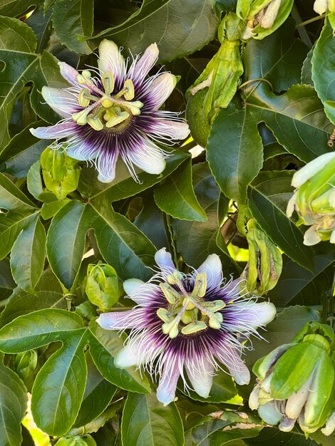 Foto flores de maracuyá