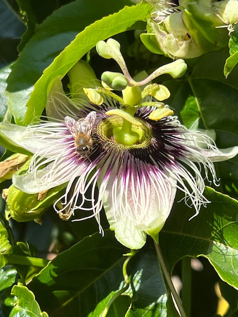 Foto flores de maracuyá