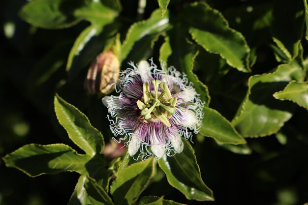 Foto flores de maracuyá