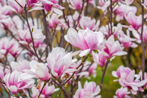 Flores maravilhosas de um arbusto de magnólia na primavera